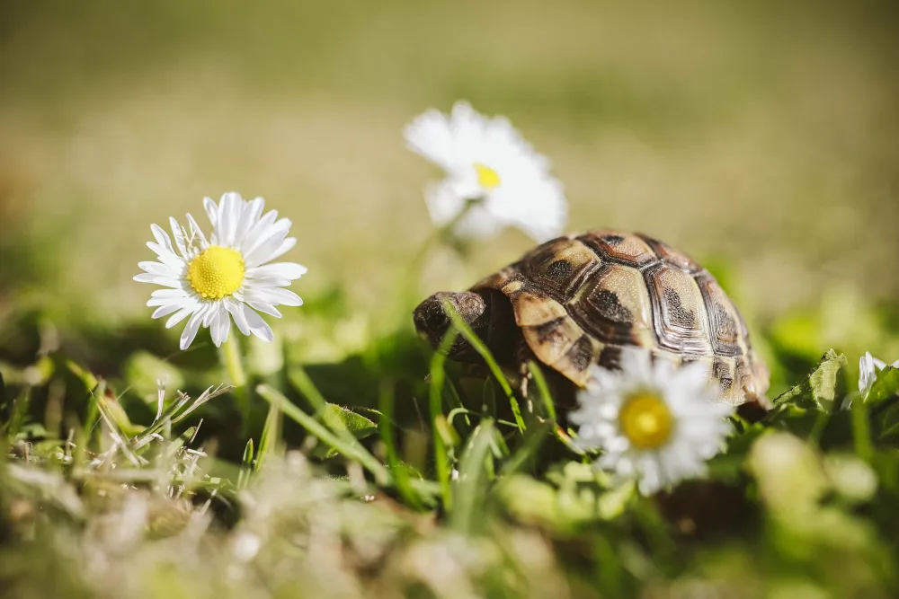 tiny turtle beside some daisies