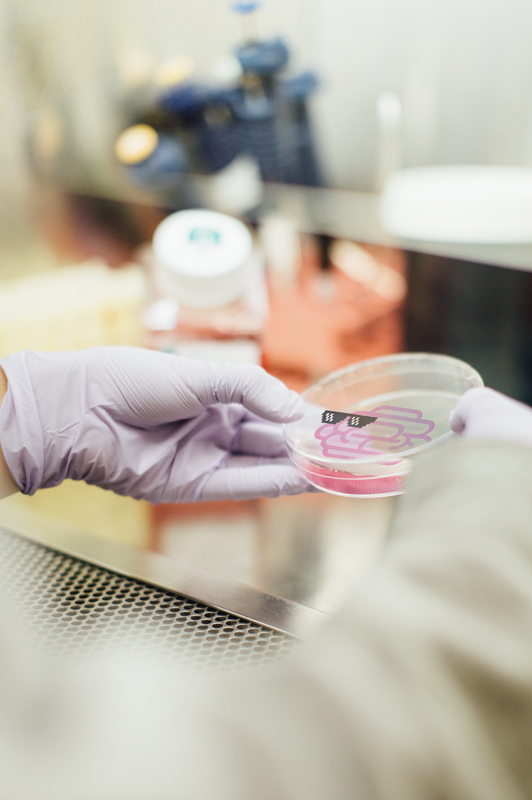 Hand mit Laborhandschuh hält Petrischale, darinnen ein rosafarbener Comic-Walnusskern, der wie ein pixeliges Gehirn aussieht und eine Sonnenbrille trägt.